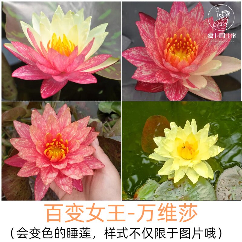 万维莎 中型经典变色 睡莲盆栽开花多适合家庭种植块茎建国碗莲苑