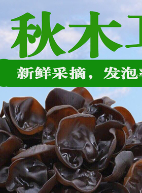 秋木耳晒干东北特产黑木耳优质小碗耳吉林白山散货无根正品包邮