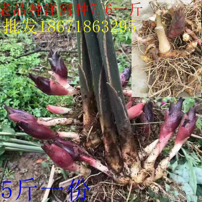 阳荷茗荷 洋荷姜 阳藿山姜观音花姜莲花姜种子洋河姜种苗