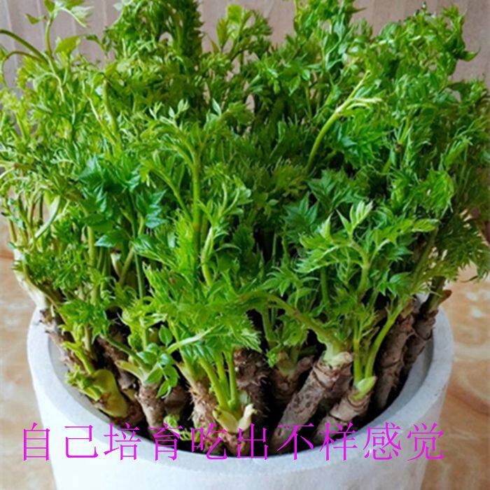 刺老芽苗室内水培龙芽菜野生嫩蔬菜