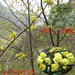 白胡椒树苗 黑胡椒苗 山胡椒地栽苗盆栽都可以当年结果南北方种植