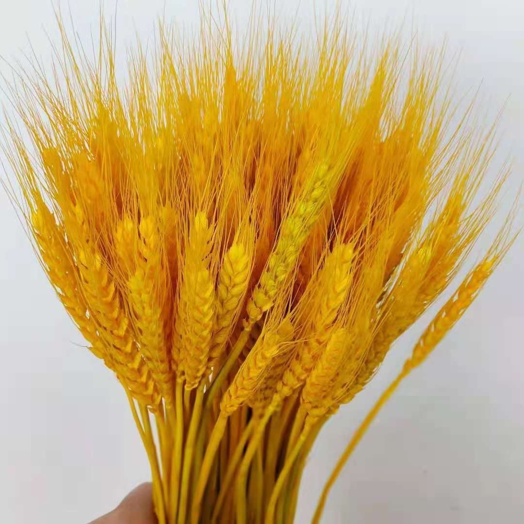 大麦花束摆件摆件黄金大麦穗干花天然装饰道具插花金麦稻穗花篮
