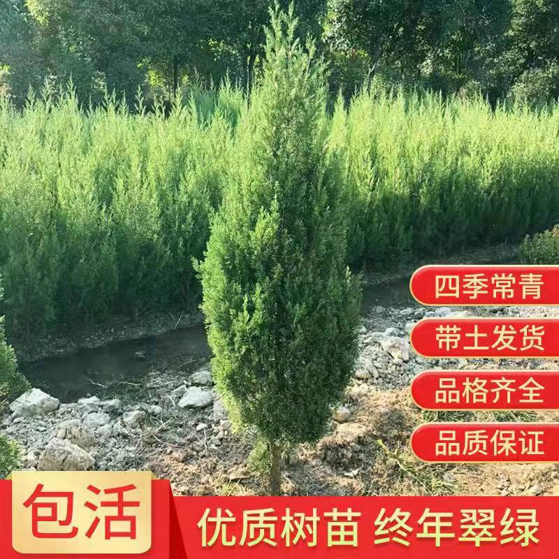 坟头树坟地柏树苗墓前松图片