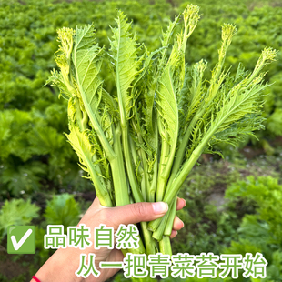 贵州高原冲菜苔青菜苔辣菜苔腊菜农家自制冲菜苔冲鼻菜每日现摘