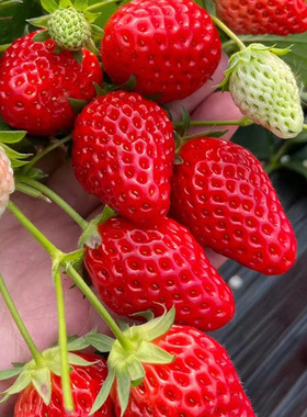 四季超级大丹东99草莓苗秧新苗原盆原土盆栽巨无霸草莓苗当年结果