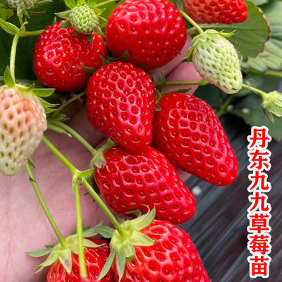 四季超级大丹东99草莓苗