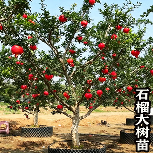 大红袍石榴树树苗特大树庭院果树苗南北方种植突尼斯软籽石榴树苗