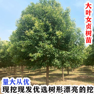 四季常青大叶女贞树苗大树高杆大叶女贞小苗庭院绿化南北方种植
