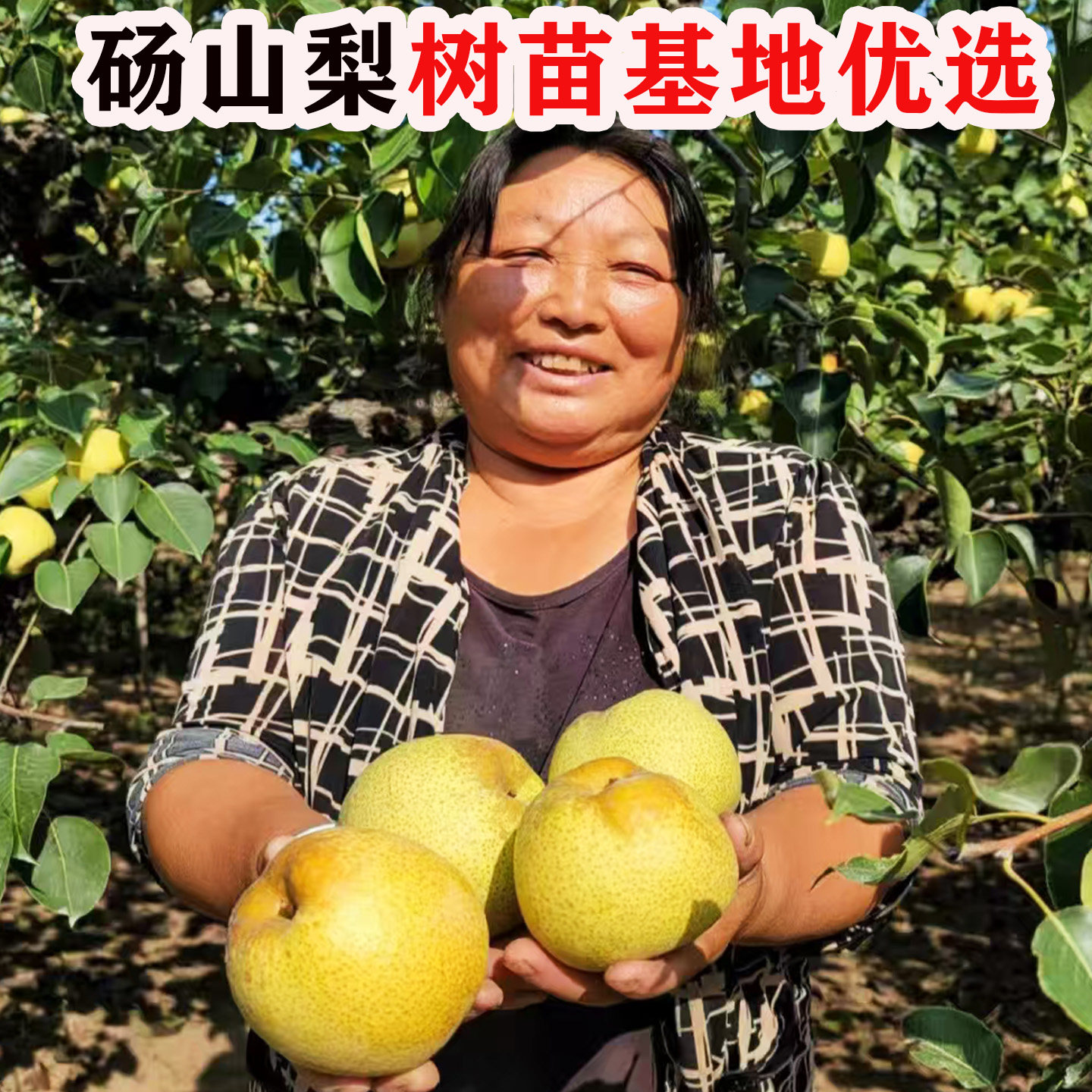 嫁接梨树活苗老品种砀山梨树果树苗南方北方种植梨子苗树果树果苗