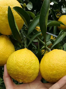 黄金贡柚果树苗嫁接湖南怀化黄金贡柚子苗树南方北方种植盆栽地栽