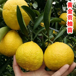 黄金贡柚果树苗嫁接湖南怀化黄金贡柚子苗树南方北方种植盆栽地栽