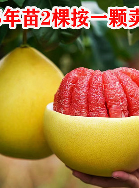 新品种特大柚子苗南北方种植红心柚子三红蜜柚树苗庭院地栽盆栽苗
