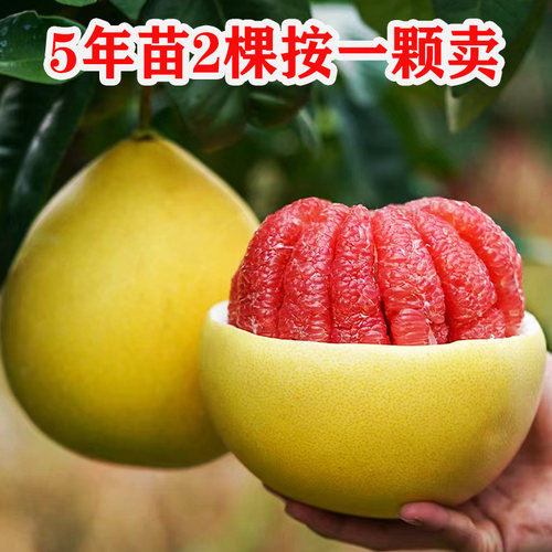 红心柚子三红蜜柚树苗庭院地栽苗