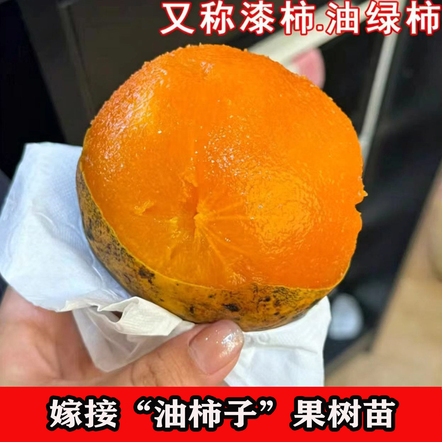 正宗脏脏柿果苗野生绿柿泡酒柿子树苗老品种油柿子树果苗盆栽地栽