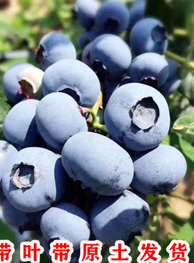 优瑞卡蓝莓果苗特大蓝莓树苗南方北方种植盆栽地栽优瑞卡蓝莓树苗