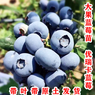 优瑞卡蓝莓果苗特大蓝莓树苗南方北方种植盆栽地栽优瑞卡蓝莓树苗