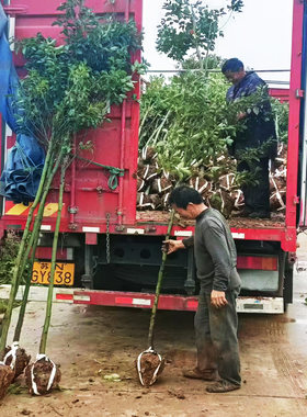香樟树苗庭院绿化驱蚊常青盆栽