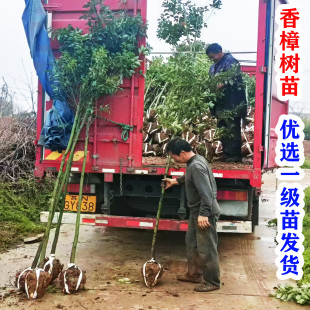 正宗香樟树苗大树樟木庭院绿化四季常青南北方小叶龙脑樟驱蚊盆栽