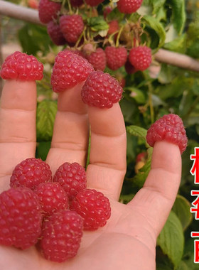 树莓苗覆盆子黑树莓盆栽当年结果