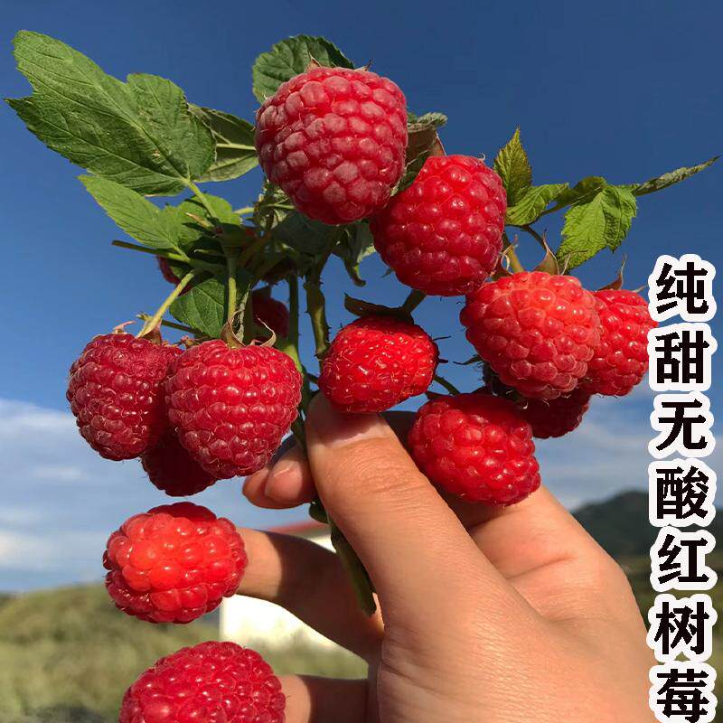 双季无刺多汁红树莓树苗南北方种植树苗盆栽地栽覆盆子红树莓果苗