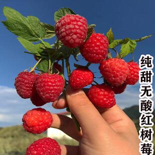 双季无刺多汁红树莓树苗南北方种植树苗盆栽地栽覆盆子红树莓果苗