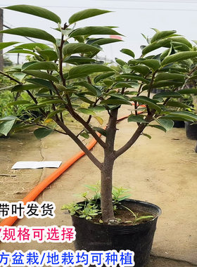 矮化嫁接脆甜柿子树盆栽地栽原盆原土南北方种植阳台庭院耐寒果树