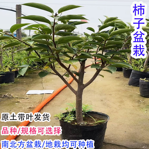 矮化嫁接脆甜柿子树盆栽地栽原盆原土南北方种植阳台庭院耐寒果树