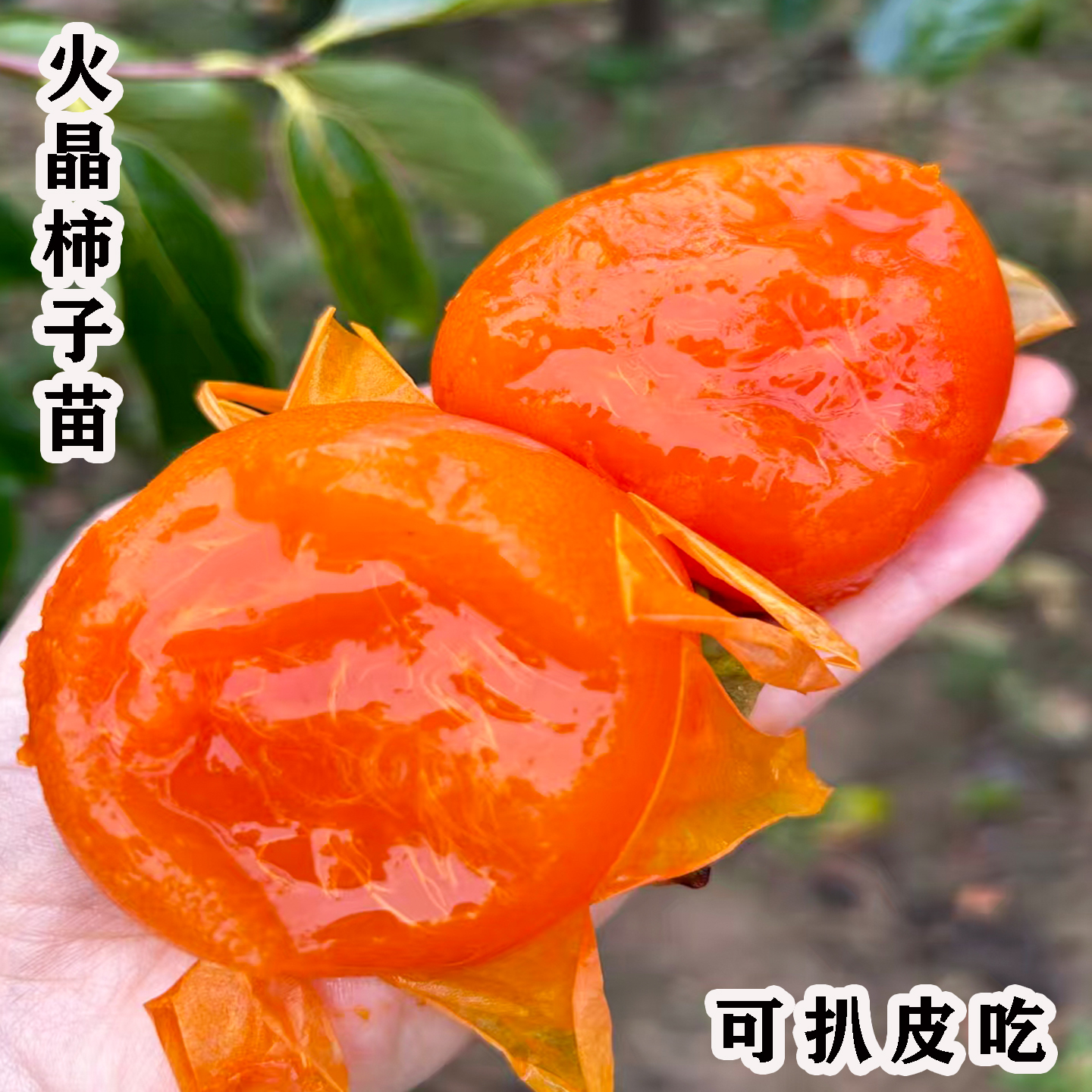 火晶柿子苗特大脆甜柿子树果苗南方北方四季种植盆栽地栽庭院果树