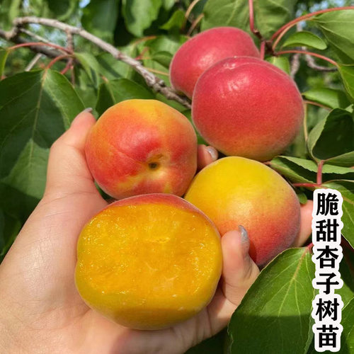 新品种特大杏子树果苗早熟金太阳杏子树苗串枝红杏苗树盆栽地栽苗 - 封面