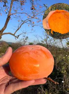 老品种方柿子树苗庭院果树大树软糯蜜甜柿子苗南北方种植当年结果