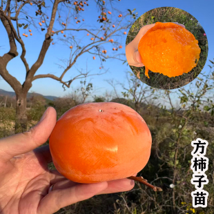 老品种方柿子树苗庭院果树大树软糯蜜甜柿子苗南北方种植当年结果