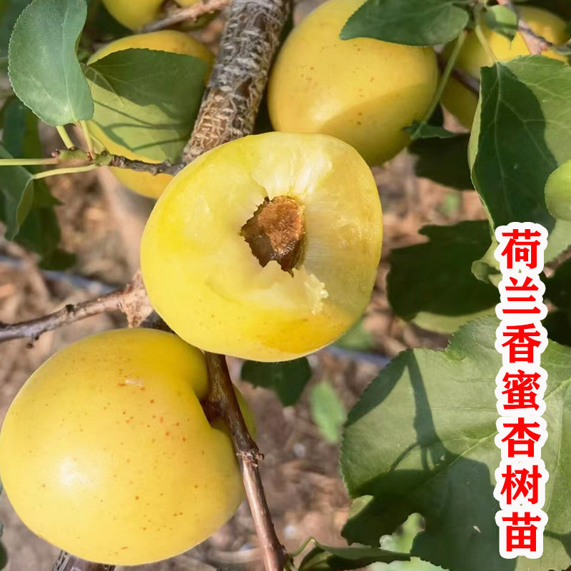 新品种荷兰香蜜杏树果苗纯甜杏子树苗活苗南方北方种植盆栽地栽苗