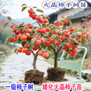 柿子苗树脆甜柿火晶柿子树果苗南北方种植庭院果树盆栽柿子树苗