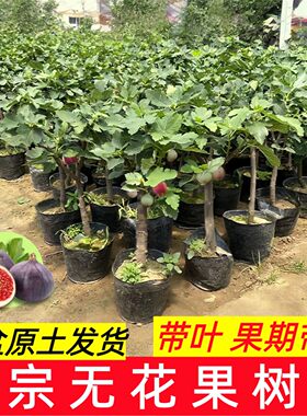 矮化带果盆栽无花果苗当年结果