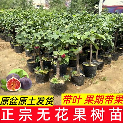 矮化无花果树果苗带果盆栽特大果波姬红金傲芬斯特拉无花果苗树苗
