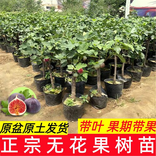 矮化带果盆栽无花果苗当年结果