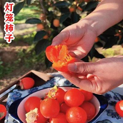 嫁接奶油柿子树苗灯笼柿子树果苗