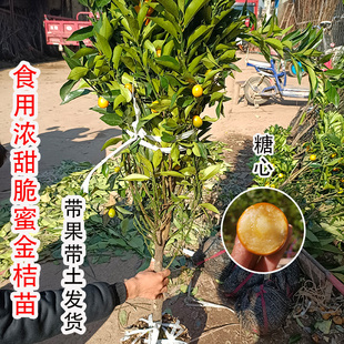 四季带果纯甜脆皮金桔树苗融安脆蜜金桔树果苗盆栽地栽当年结果苗