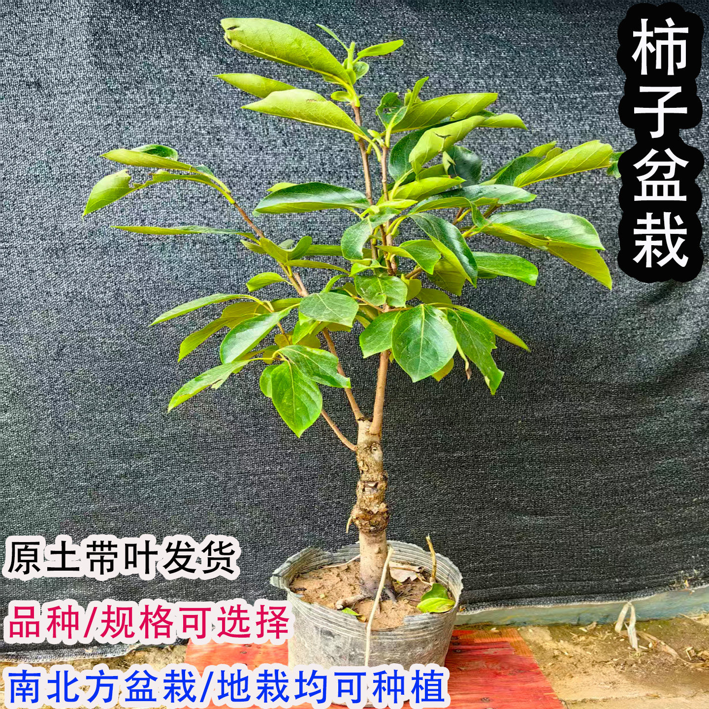 矮化柿子树苗嫁接果树苗盆栽南北方种植地栽火晶柿脆甜柿当年结果