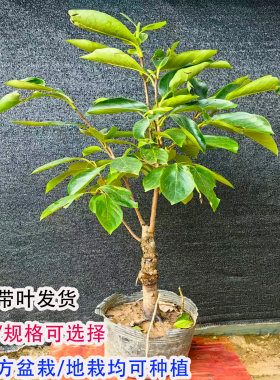矮化嫁接脆甜柿苗当年结果