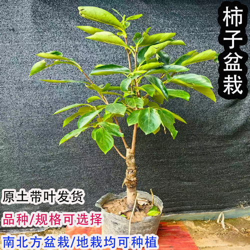 矮化嫁接脆甜柿苗当年结果