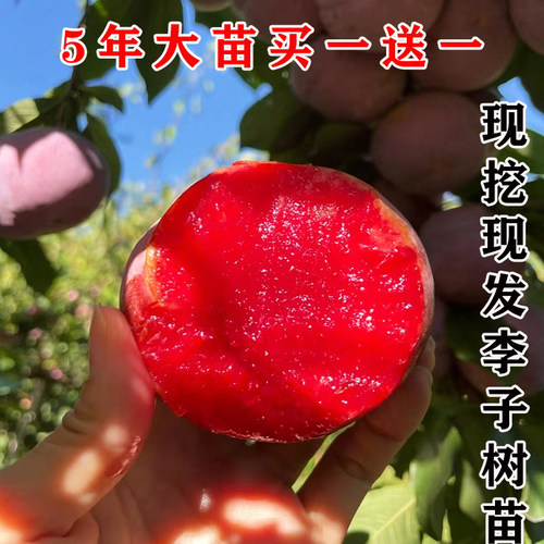 嫁接蜜糖李子树苗蜂糖黑布林红布林李子树苗特大脆甜脱骨李子树苗
