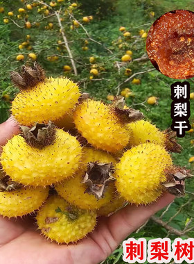 刺梨苗贵州金刺梨水果树苗南方北方种植庭院盆栽地栽耐寒刺梨树苗