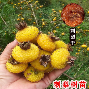 刺梨苗贵州金刺梨水果树苗南方北方种植庭院盆栽地栽耐寒刺梨树苗