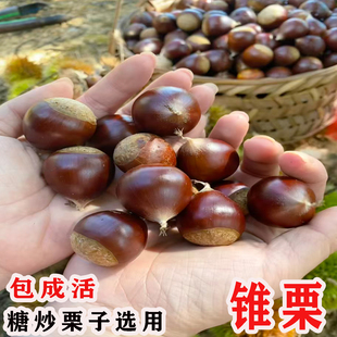 锥栗树果苗良种板栗树活苗南北方种植庭院地栽盆栽嫁接苗当年结果