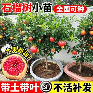 耐寒大红袍石榴树蒙阳红石榴树苗突尼斯软籽庭院果树原土带叶果苗