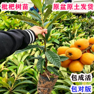 嫁接大五星枇杷树苗无核枇杷苗树南北方种植大红袍白玉枇杷果苗树