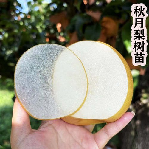 嫁接梨树苗秋月梨皇冠黄金梨果树