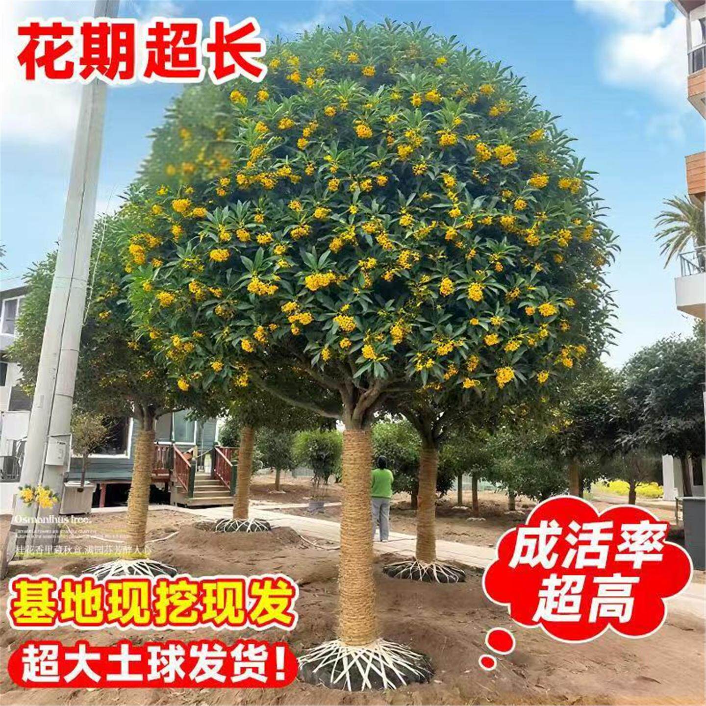 小叶金桂桂花树室外庭院地栽大树别墅栽植桂耐寒植物南北方种植树