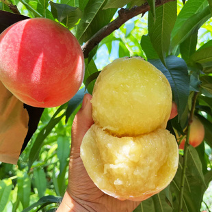 嫁接新品种特大脆桃冬桃鹰嘴桃血桃油桃树果苗盆栽地栽南北方种植